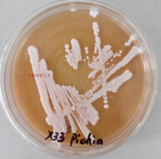 X33毕赤酵母菌种  基因工程菌种 包邮