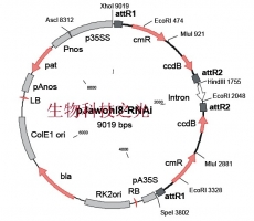 pJawohl8-RNAi-info 植物RNA干扰质粒 包邮