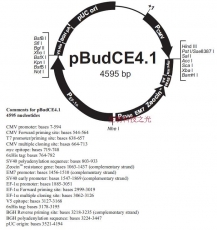 pbudce4.1 质粒 载体 蛋白表达 质粒构建 克隆 包邮