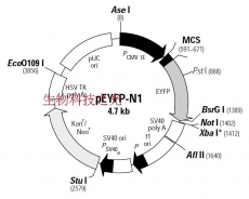 pEYFP-N1 荧光蛋白报告载体 黄色荧光蛋白 包邮