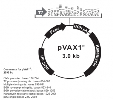 pVAX1 细胞质粒 蛋白表达 质粒构建 基因合成 包邮