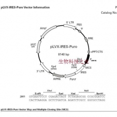 pLVX-IRES-puro 慢病毒过表达载体 包邮
