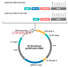 p3xFlag-CMV-10 3xFlag标签 穿梭载体 质粒 蛋白表达 质粒构建