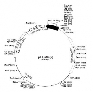 PET28a 组氨酸标签 质粒载体 大肠杆菌质粒 包邮