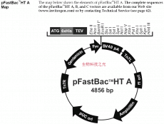 质粒载体 pFastBac-HTA 昆虫杆状病毒表达系统 包邮