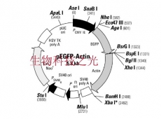 pEGFP-Actin 荧光蛋白报告载体 绿色荧光蛋白 包邮