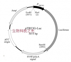pTRE3G-Luc 哺乳细胞表达；四环素调控载体 包邮