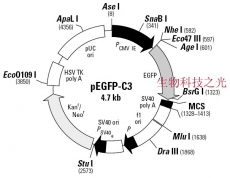 pEGFP-C3 质粒  绿色荧光蛋白 分子克隆 包邮