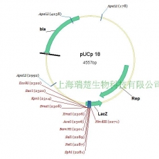 pUCp18 大肠杆菌假单胞菌 广宿主质粒载体 包邮