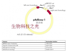 pAdeasy-1,pAdeasy1,腺病毒过表达载体 包邮