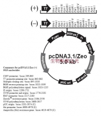 pcDNA3.1 Zeo+ 包邮