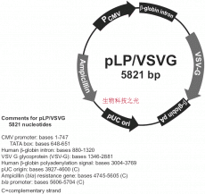 pLP/VSVG， pLP-VSVG， pLP VSVG 慢病毒辅助载体 包邮