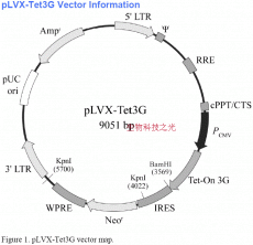 pLVX-Tet-3G 四环素调控载体 包邮