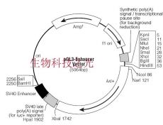 pGL3 Enhencer Vector 荧光素酶报告质粒 包邮