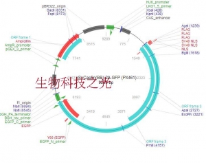 px461 pSpCas9n(BB)-2A-GFP CRISPR/Cas9 包邮
