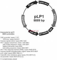 质粒载体 pLP1 慢病毒辅助载体 包邮