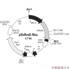 pDsRed2-Nuc 亚细胞定位载体 包邮