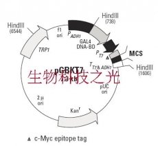 pGBK-T7 pGBKT7酵母双杂交系统基因工程菌种 包邮 包邮