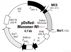 pDsRED-Monomer-N1 荧光蛋白表达载体 包邮