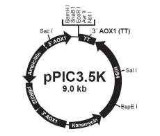 pPIC3.5K 毕赤酵母质粒 DNA 蛋白表达 质粒构建 包邮