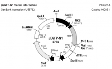 pEGFP N1质粒 pEGFP-N1 绿色荧光蛋白 基因克隆 包邮