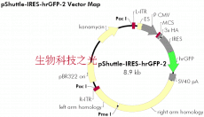 pShuttle-IRES-hrGFP-2 腺病毒表达载体 包邮