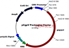 pCGPV 质粒 载体 蛋白表达 质粒构建 分子克隆 包邮