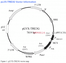 pLVX-TRE3G 四环素调控载体 包邮
