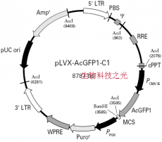 pLVX-AcGFP1-C1, pLVX AcGFP1 C1慢病毒过表达载体 包邮