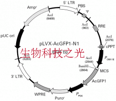 pLVX-AcGFP1-N1, pLVX AcGFP1 N1 慢病毒过表达载体 包邮