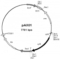 JM103 （pEr::Nm）质粒 枯草芽孢杆菌系统质粒 包邮