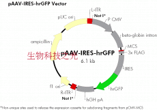 pAAV-IRES-hrGFP 腺相关病毒载体表达载体  腺相关病毒包装