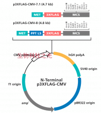 p3xFlag-CMV-8 3xFlag标签 穿梭载体 质粒 蛋白表达 质粒构建