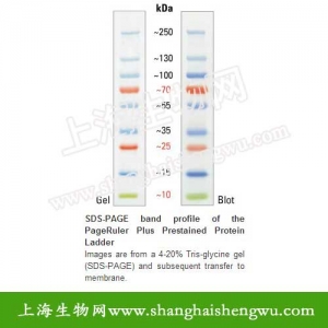 PageRuler10-250kDa预染蛋白Marker2×250ul 26619 Fermentas